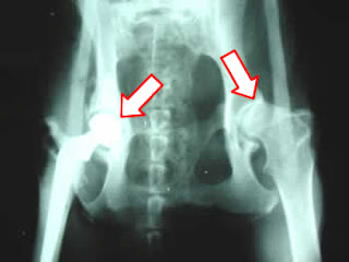 Artritis en perros Artritis en perros