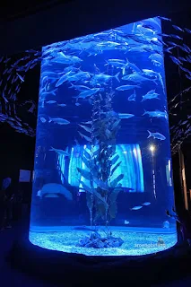 jakarta aquarium neo soho