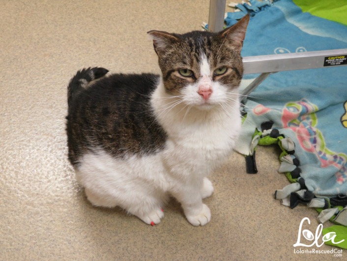 Tabbys Place|FIV Cats
