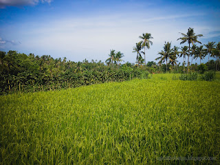 Agricultural Land Of The Rice Fields With Coconut Trees At Ringdikit Farmfield, North Bali, Indonesia