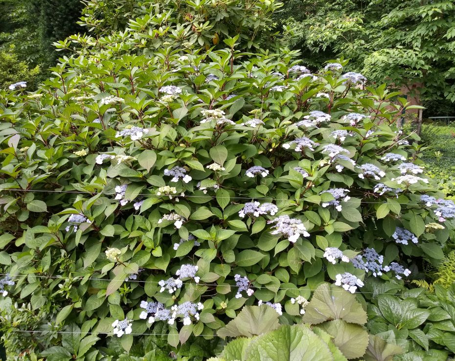 Future Plants By Randy Stewart Hydrangea