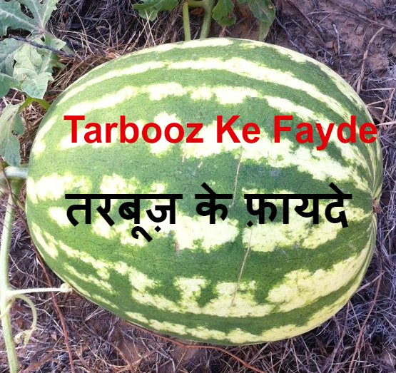 Tarbooz ke fayde तरबूज़ के फ़ायदे Lakhaipur