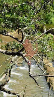 Metal artwork discovered in Warkworth on the drive from Auckland to Paihia in New Zealand