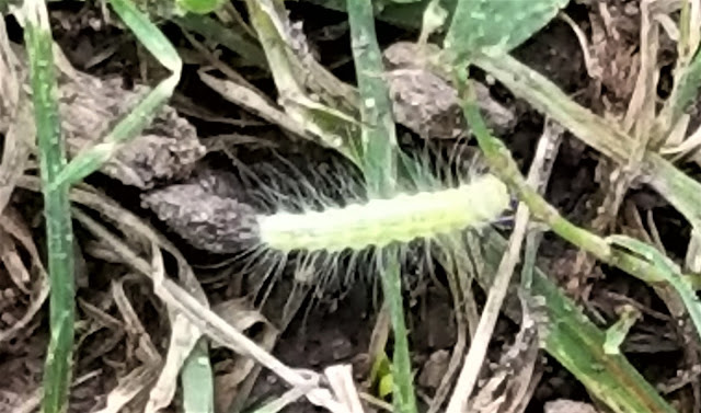 Scenes From My Qeekend - Happy July 1! - woolly worm bohohome.com @bohosusan