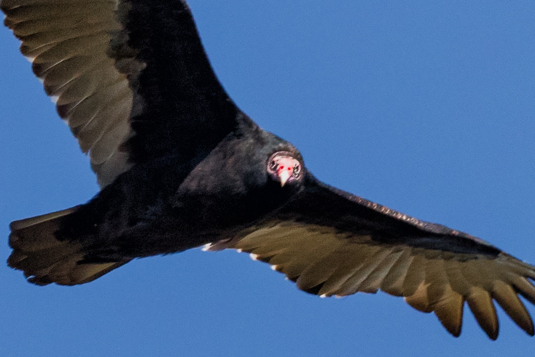 Coastal Virginia Wildlife Observatory Turkey Vultures and Rarity Roundup