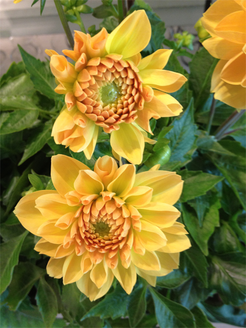 Jenny Strandh Every day flowers Vackra dahlior!