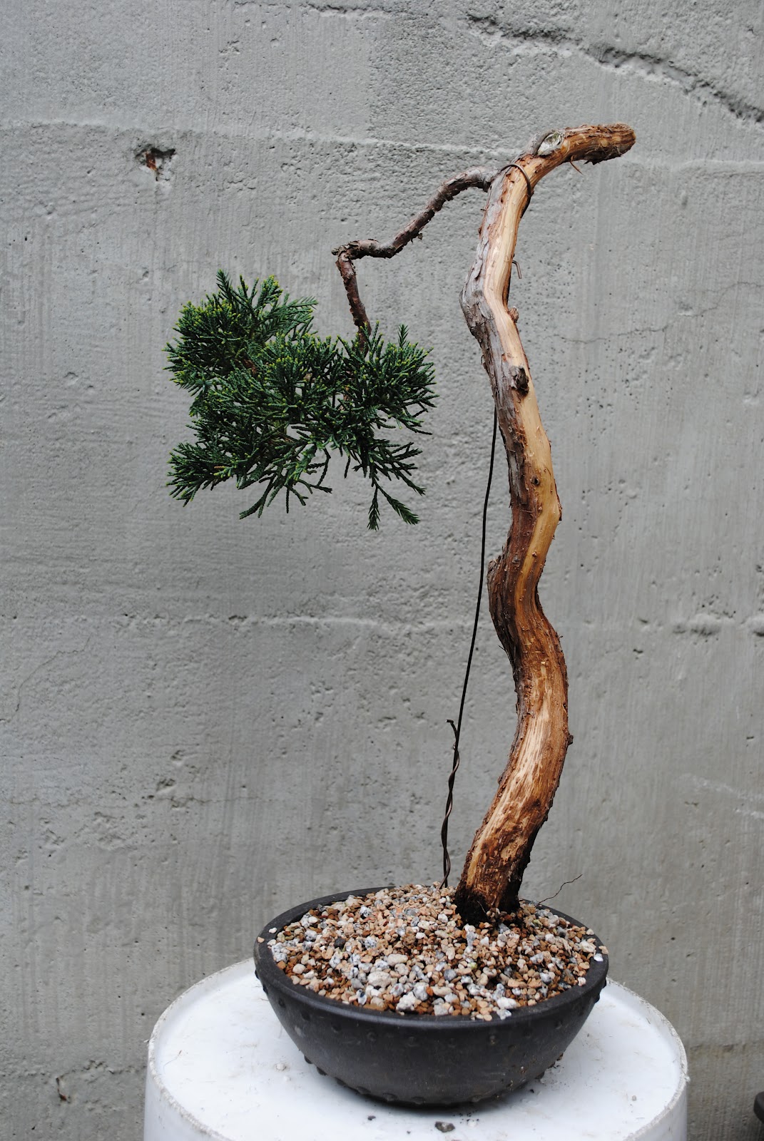 Sal Salero's Little Trees: Literati Juniper