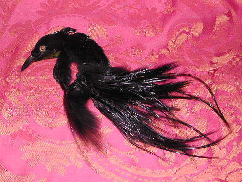 Beauty From Ashes: May the Bird of Paradise Fly Up Your Nose!