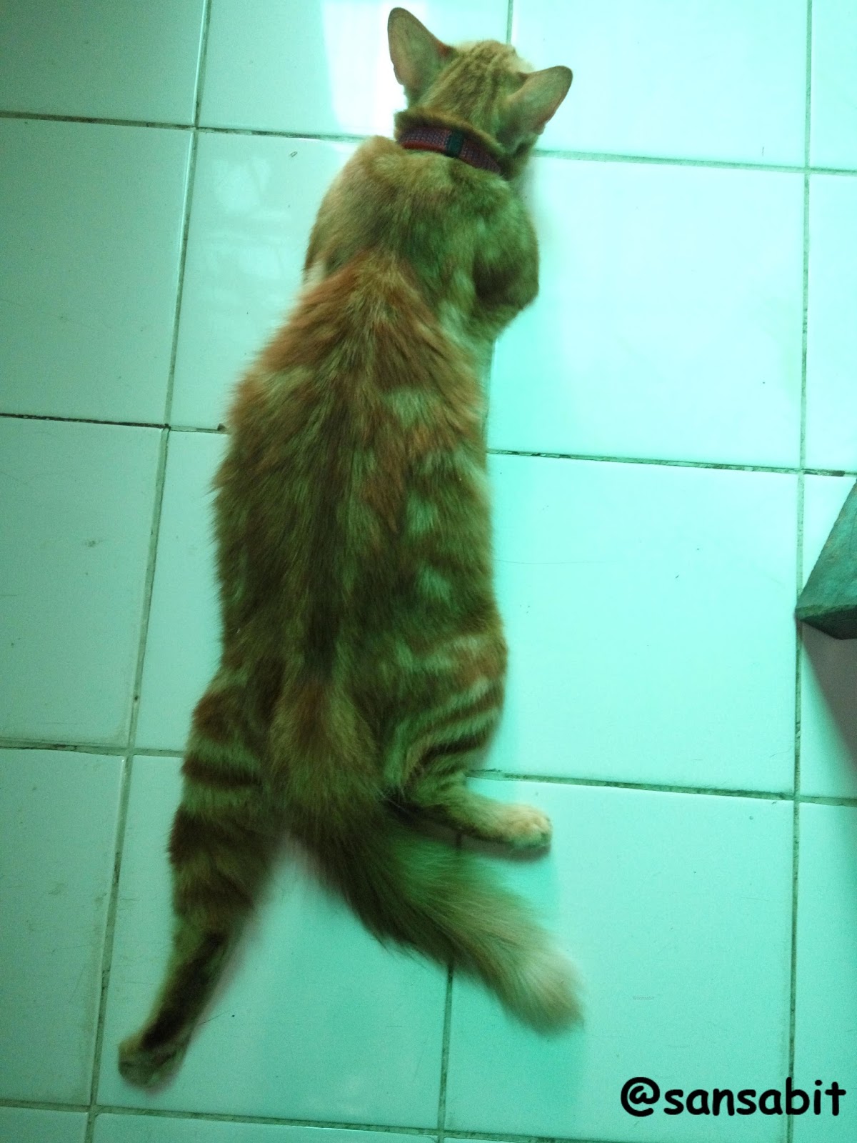 Anak Bisa Membuat Orang Tua Suka Kucing, Tetapi Orang Tua Bisa Mendidik