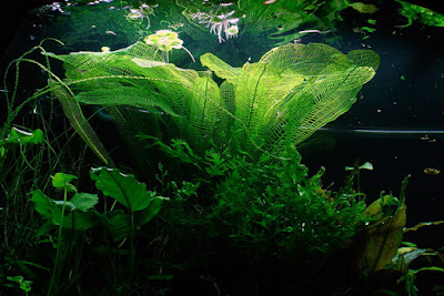 Aponogeton Madagascariensis Aponogeton Madagascariensis