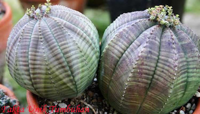 Tanaman dengan bentuk Bola Baseball adalah Euphorbia Obesa Tanaman dengan bentuk Bola Baseball adalah Euphorbia Obesa