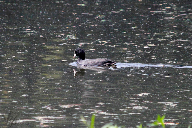 Eurasian coot bird Eurasian coot bird