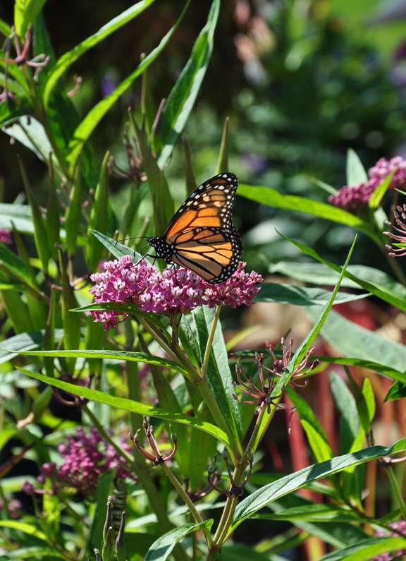 Are Milkweed Plants Poisonous To Dogs And Cats