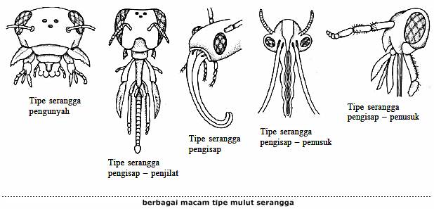 Tipe Alat Mulut Serangga