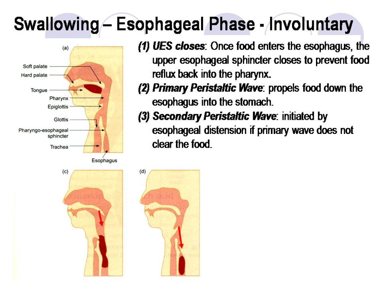 SURGSEMINAR: Esophagus 2 Physiology swallowing