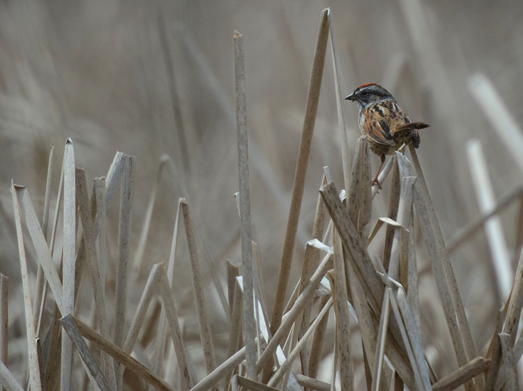 A Swamp Sparrow sitting on dead cattail stalks at Spring Valley Nature Area.