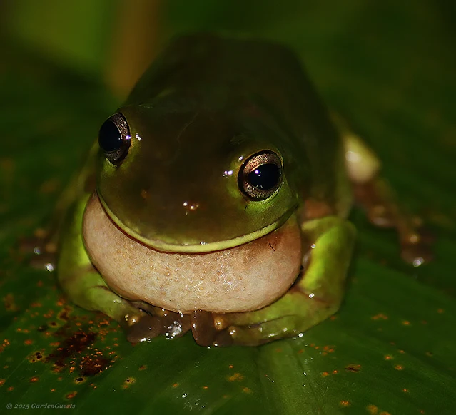 Green tree frog on a leaf, in the rain.