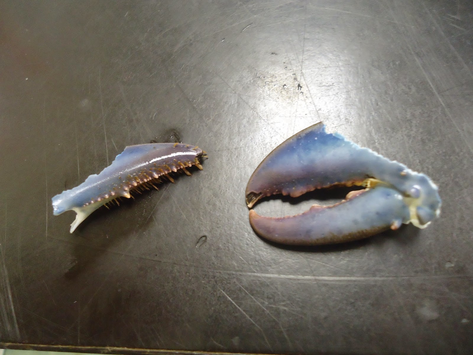 Huntsman Marine Science Centre: Ocean Takeout