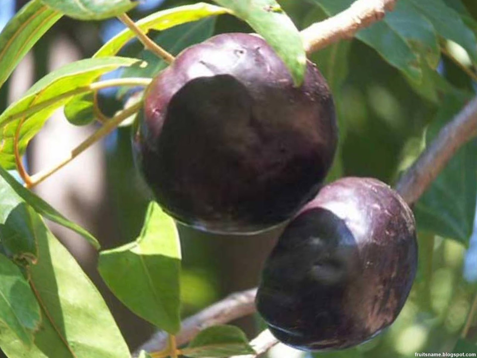 l 49 guava variety
