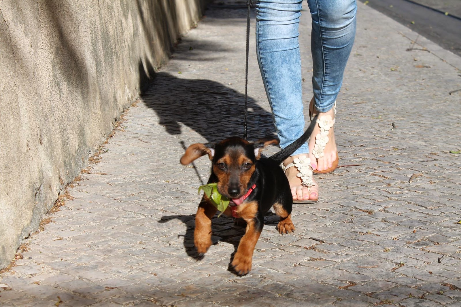 Hunde aus ZentralPortugal adoptieren Emma