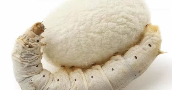 Pembahasan Soal Un Biologi Sma Paket 1 Soal No 5 Tahun Pelajaran 2016 2017 Blog Pak Pandani