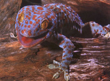 7 Haiwan Sebagai Tanda Kehadiran Makhluk Halus.