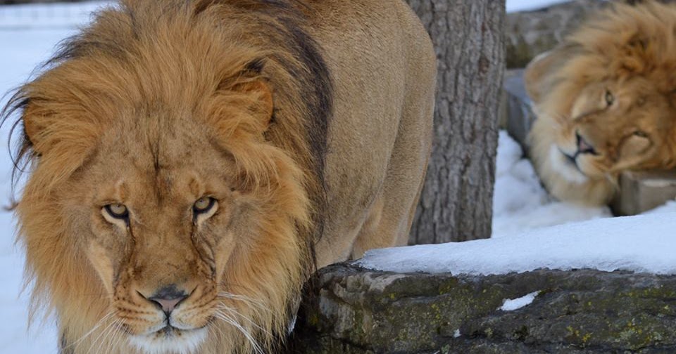 Zoo Jobs Zoo Area Manager