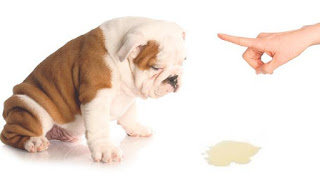 Por que los perros orinan en casa Por que los perros orinan en casa