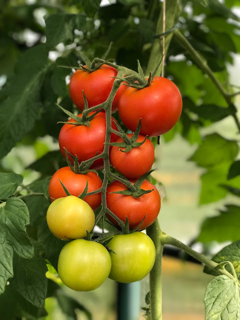 reife Tomaten am Strauch (c) by Joachim Wenk reife Tomaten am Strauch (c) by Joachim Wenk