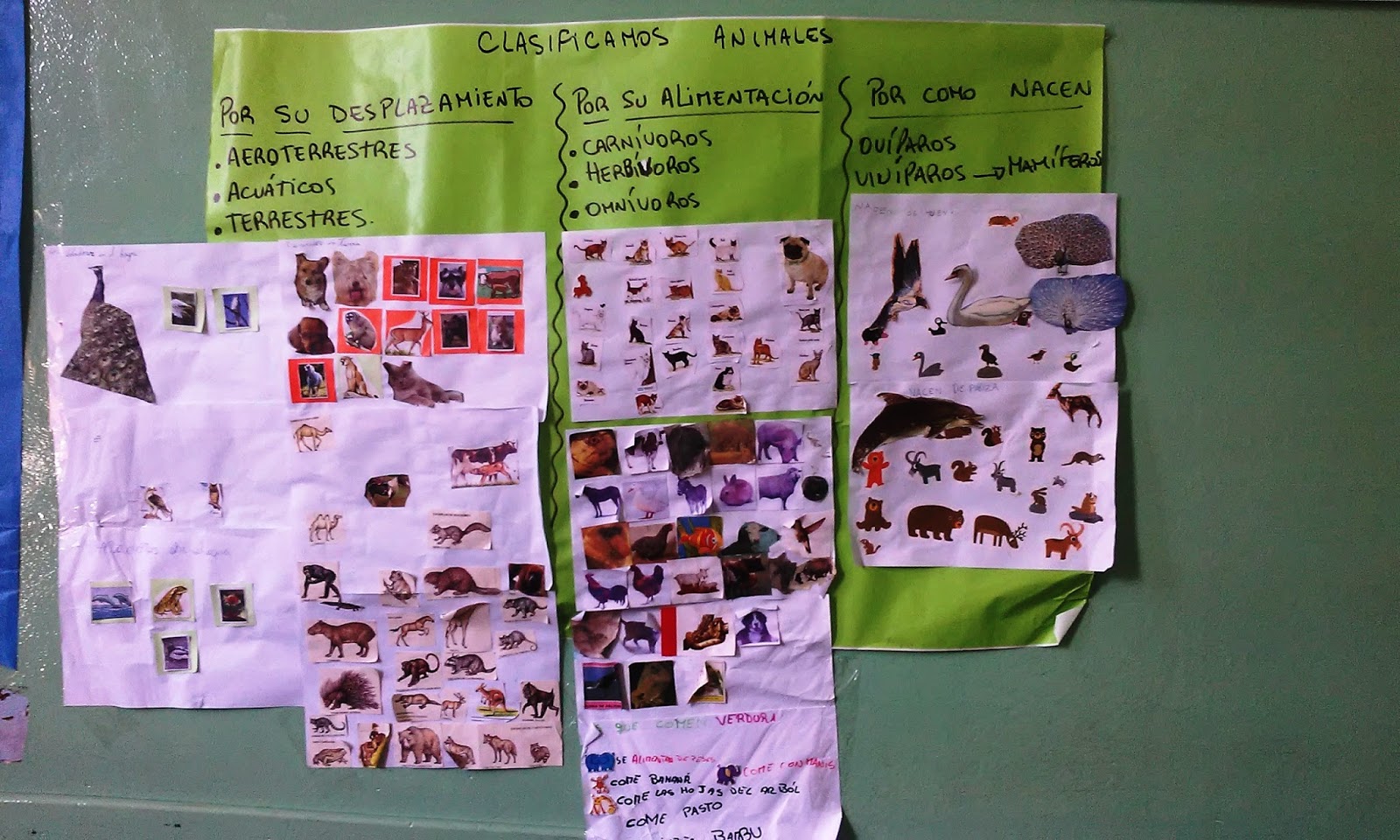 Aprendemos disfrutando: CLASIFICANDO ANIMALES
