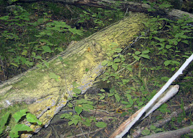 Log spray-painted yellow spores Inonotus glomeratus
