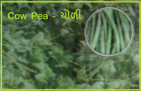 cow pea seeds in ahmedabad