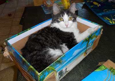 Purrty Boy Anakin relaxing in a box :) Ani The Two Legged Cat