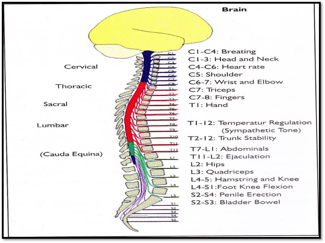 Jr Patrick Gaskins Blogger: ASUHAN KEPERAWATAN PADA Tn. S DENGAN