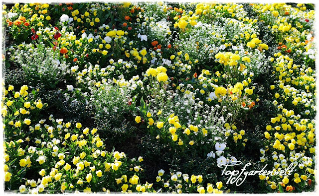 Gartenblog Topfgartenwelt Gartengestaltung: Kurpark Bad Ischl ein Meer von gelben Hornveilchen verkündet den Frühling