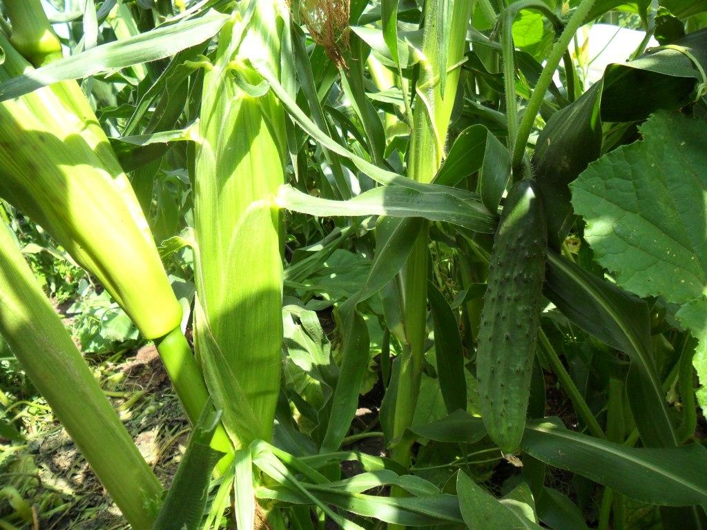 Вкусный Огород: Как вырастить кукурузу на даче