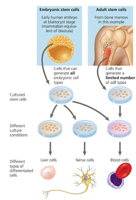 Sel Punca dari embrio (embryonic stem (ES) cells), stem sel, stem cell, sel punca, sel punca adalah, stem cell adalah, stem sel, jenis jenis, sel punca, jenis jenis stem sel, jenis jenis stem cell, perbedaan stem cell / sel punca yang berasal dari embrio dan yang berasal dari organisme dewasa, Pluripotensi adalah, pengertian Pluripotensi, Induced Pluripotent Stem (iPS), Induced Pluripotent Stem (iPS) adalah, cara membuat stem cell,