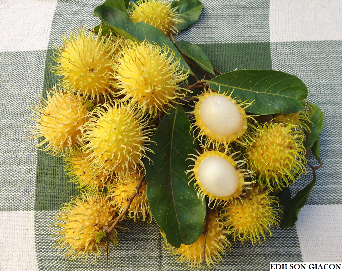Viveiro Ciprest - Plantas Nativas e Exóticas: Rambutan ou Lichia