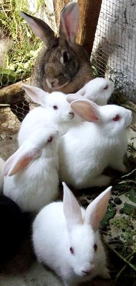 Conejos Foto de coneja hembra con sus conejitos