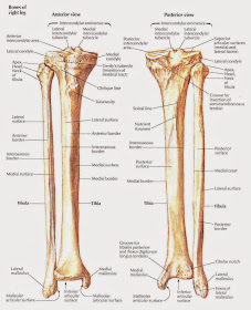 medical freak: THE SKELETON OF THE LOWER LIMB