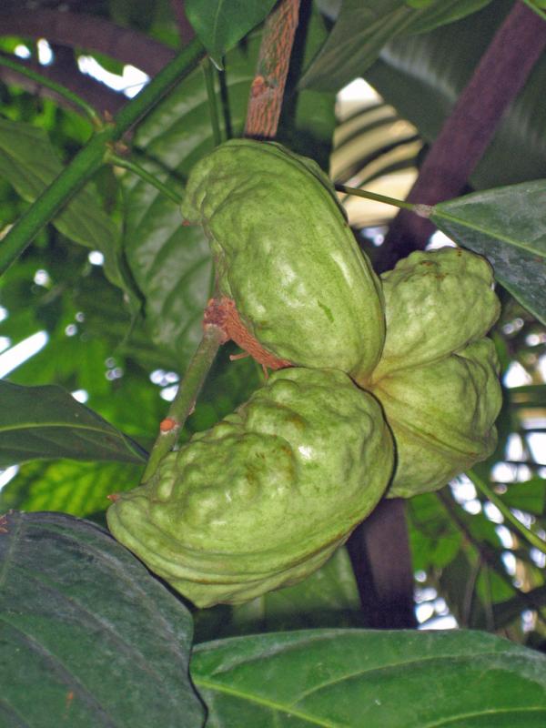 Pangsapuri Seri Akasia (Jenis C) : Laman sesawang ini dibina oleh para