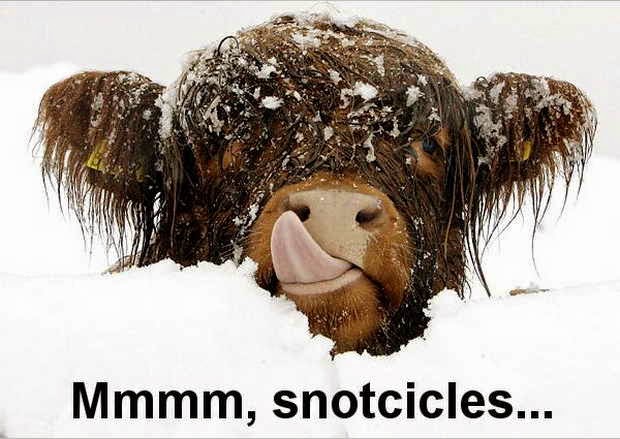 30 Funny animal captions, animal pictures with sayings, captioned animal pictures