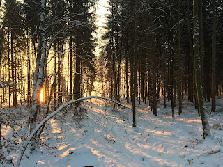 Winterwald am Ammersee