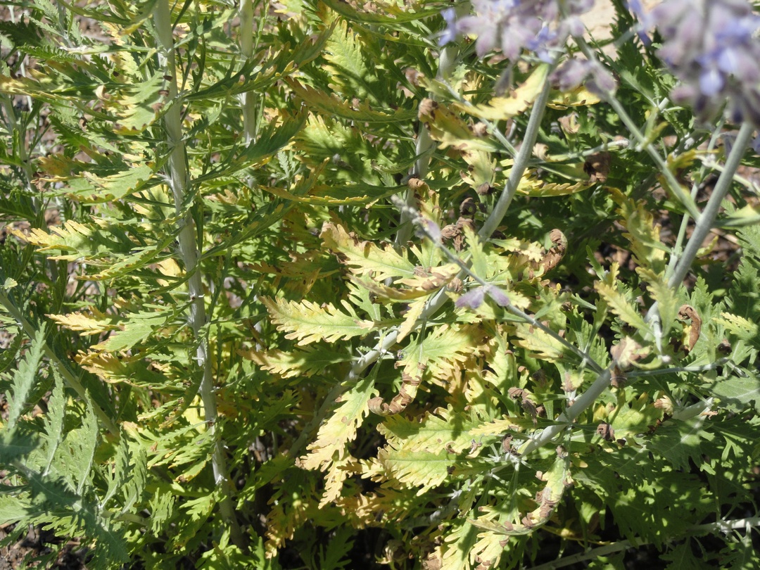 Garden of Aaron June 2012