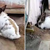 Meet Chasky The Bunny And Pelu The Cat, Two Inseparable Friends