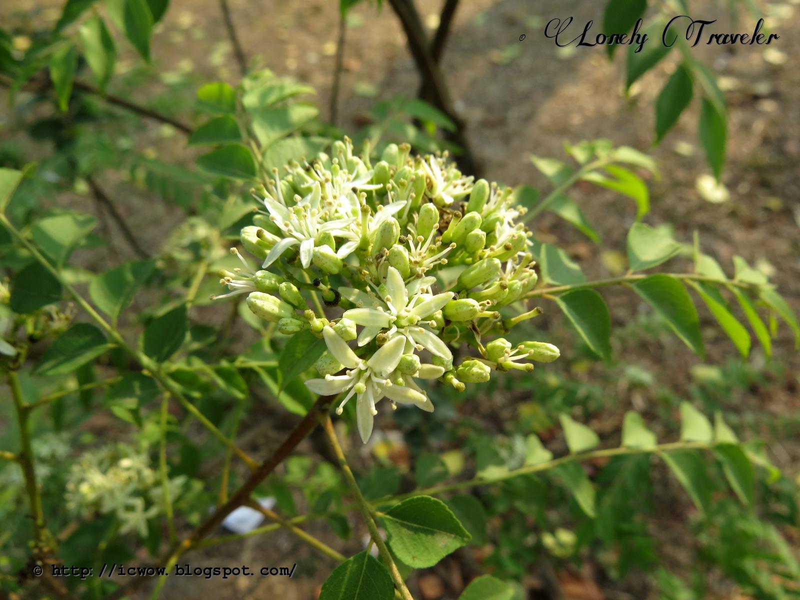 Graines De Plante Curry (Murraya Koenigii) - Feuilles Aromatiques Pour Cuisine Indienne, à Cultiver En Pot Ou Jardin
