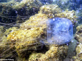 Chironex type box jelly fish photographed at Chaweng Beach a few years back by Sakanan Plathong