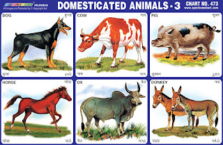 Chart contains images of domestic animals