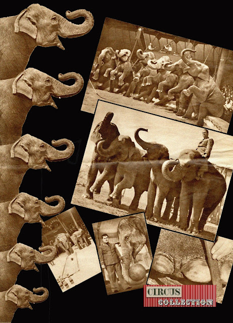 montage de plusieurs photos de Rolf Knie senior en compagnie de ses éléphants 