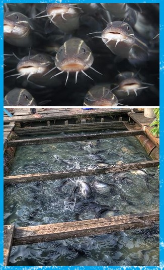 ปลาดุกอุย โตเร็ว ขายเร็ว รวยเร็ว ปลาดุกอุย โตเร็ว ขายเร็ว รวยเร็ว